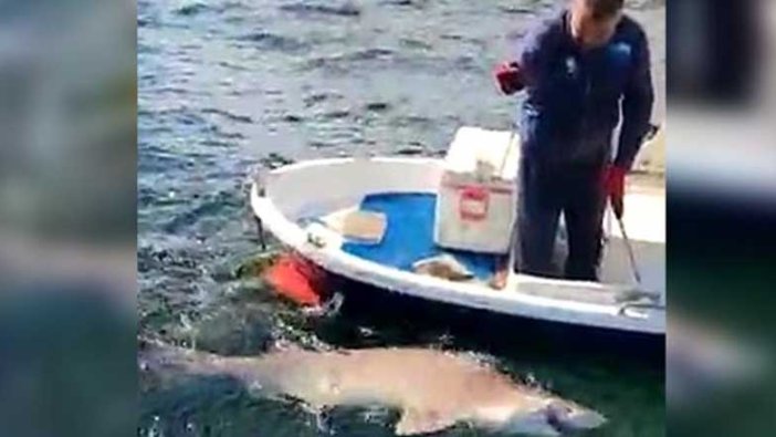 2,5 metre boyunda köpek balığı yakaladı