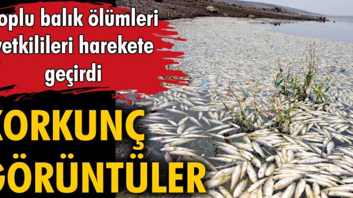 Hacı Hıdır Baraj Göleti'nde balık ölümlerine inceleme