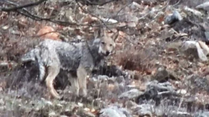 Tunceli'de aç kalan kurtlar karlı zirvelerden indi