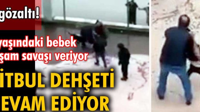 Pitbull dehşeti devam ediyor! 4 yaşındaki bebek yaşam savaşı veriyor. 6 gözaltı