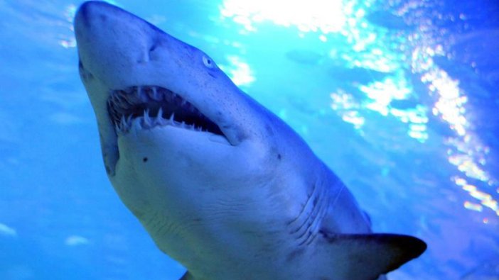 Avustralya'da köpekbalığı saldırısı