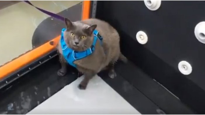 Obez kedi spor yapmaktan kaçtı... Sosyal medyada viral oldu!