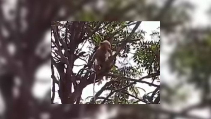 Denek olarak kullanılan maymunlar hastaneden kaçtı