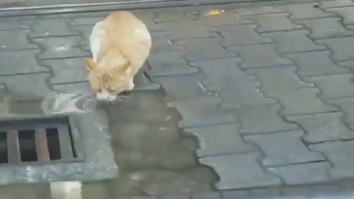 Antalya'da duygulandıran görüntü: Kedi suyunu içtikten sonra...