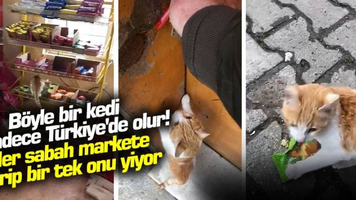 Böyle bir kedi sadece Türkiye'de olur! Her sabah markete girip bir tek onu yiyor