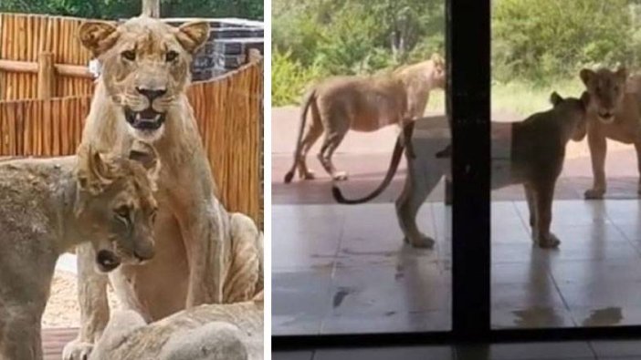 Güney Afrika’da bir evin bahçesini aslanlar bastı!