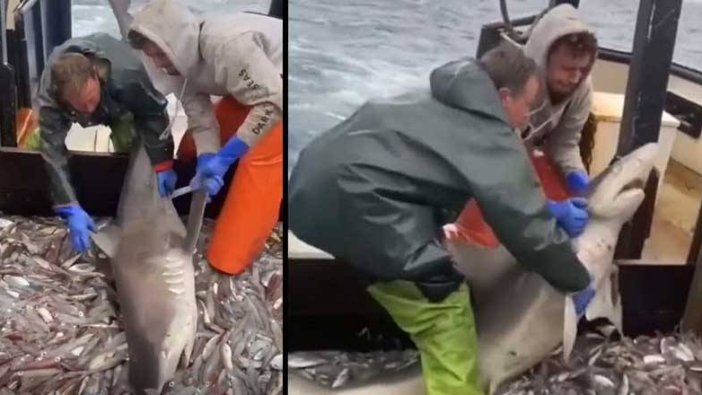 Balıkçıların avına göz diken köpekbalığı görenleri kırdı geçirdi