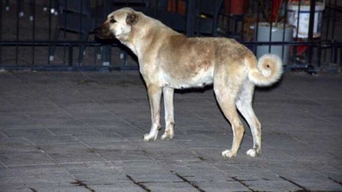 Yedi kişiyi ısıran köpek kuduz çıktı! Mahalle karantinaya alındı