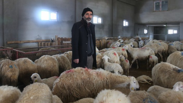 220 koyunu telef oldu, gerçek analizde ortaya çıktı