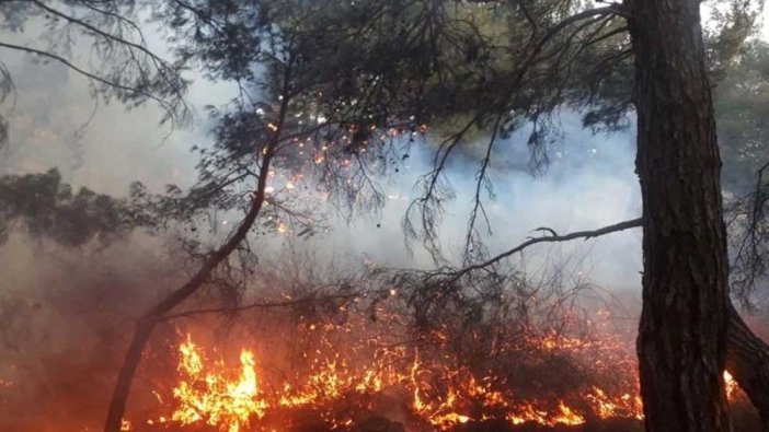 Bursa, Çanakkale ve Bilecik'te çıkan yangınlar kontrol altında