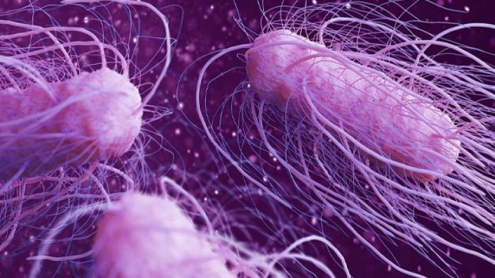 Salmonella nedir? Salmonella bakterisi nasıl bulaşır? Salmonella tedavisi nasıl yapılır?