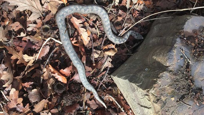 Sinop'ta ortaya çıkan yılanın boyu görenleri şaşırttı