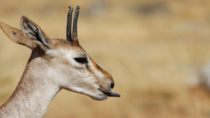 Nesli tükenmek üzere olan 'gazella gazella' Hatay'da görüntülendi