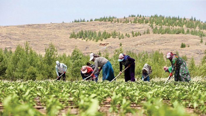 Türkiye'nin tarım gerçeği ortaya çıktı çiftçi sayısı 500 bin altına düştü