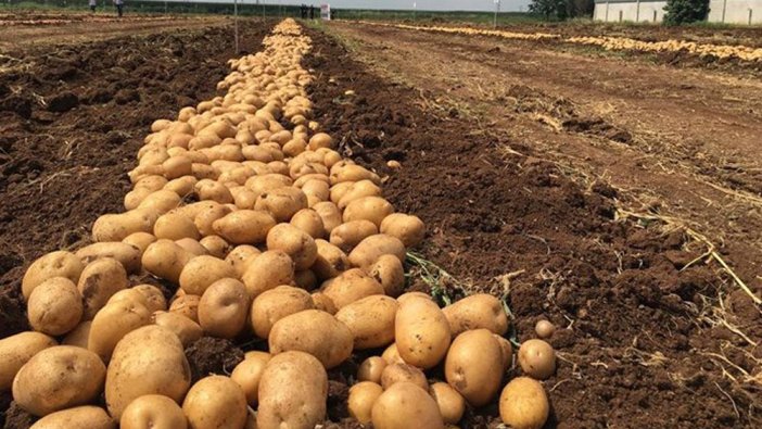 Patates krizi kapıda! 26 ilde 28 yıl ekilemeyecek