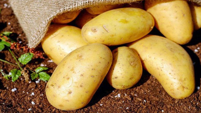 Yerli patates cinsi ‘Nahita’ görücüye çıktı