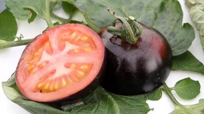 Kanserin baş düşmanı siyah domatesin faydaları neler?
