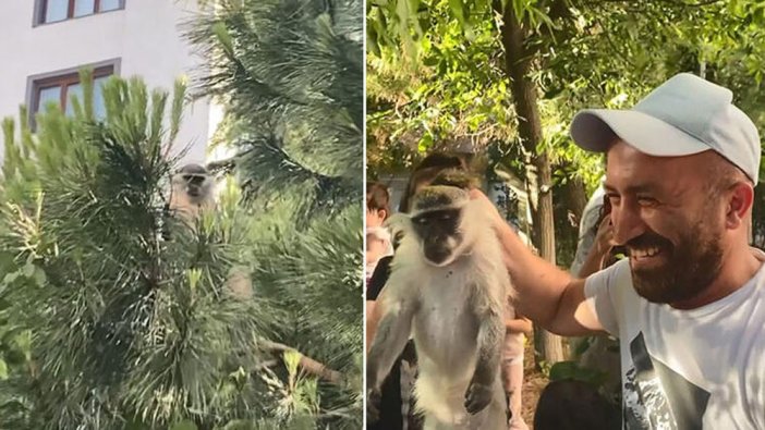 İstanbul Bağcılar'da ağaçtaki maymun şaşırttı