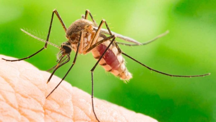Yazın baş belası sivrisinekten doğal korunma yöntemi