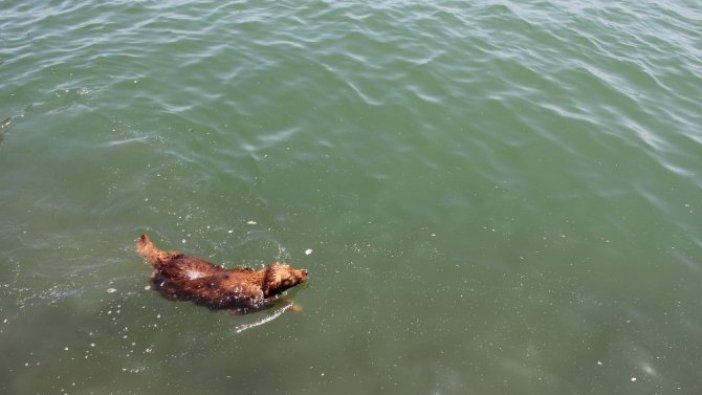 9 yaşındaki çocuğu denizin orasında köpek ısırdı
