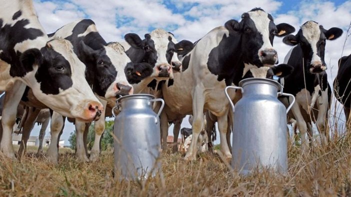 Sütte kriz kapıya dayandı çiğ süt priminin 1 liraya çıkarılması isteniyor