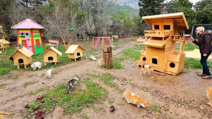 Edirne'ye "kedi köyü"