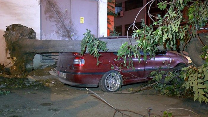 Bursa'da devrilen ağaç üç otomobili ezdi
