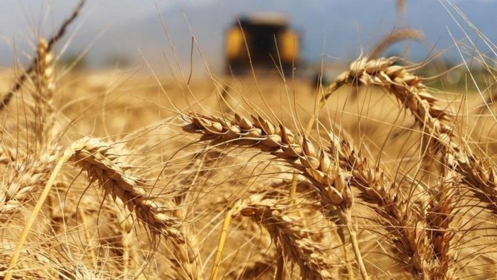 Ekmekte yeni zam korkusu: Buğday fiyatları zirveye koşuyor