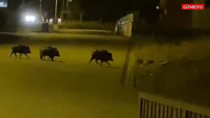 Aç domuz sürüsü şehir merkezini bastı