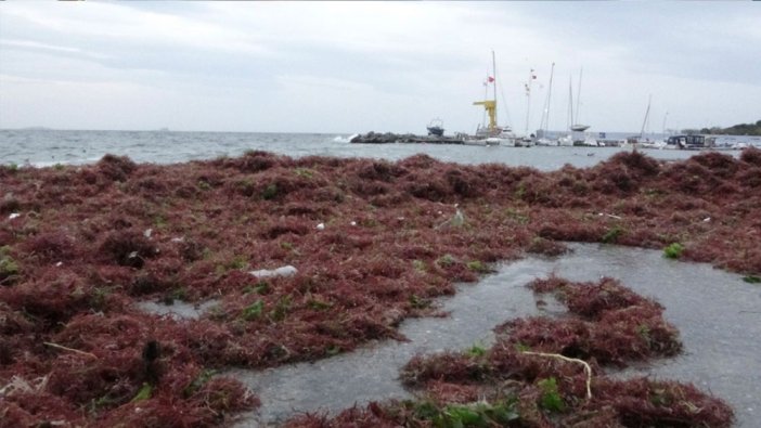 Caddebostan Sahili’nde lodos etkisi: Kırmızı yosunlar kapladı