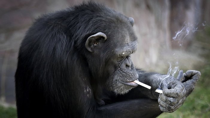 Maymunu sigara tiryakisi yaptılar!