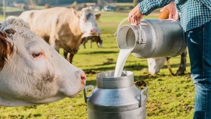 Süt üreticileri uyardı: 2 yıldır dişi hayvan kesimi devam ediyor, kriz kapıda!