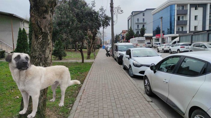 İzmit’te sokak köpeğine şiddet!