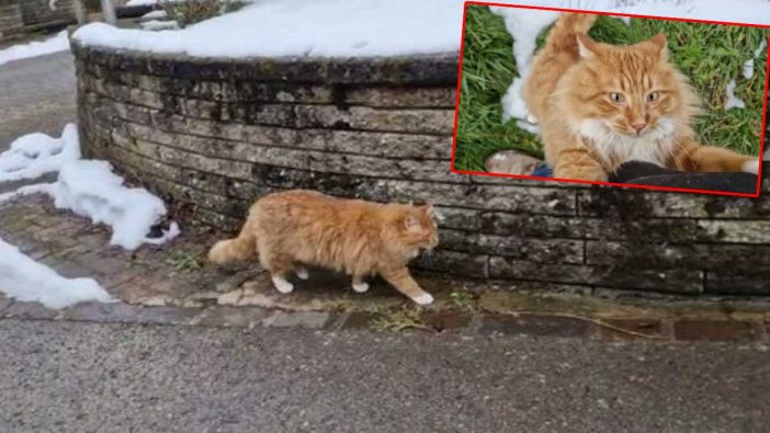 Kayıp kedi çip sayesinde İsviçreli oldu