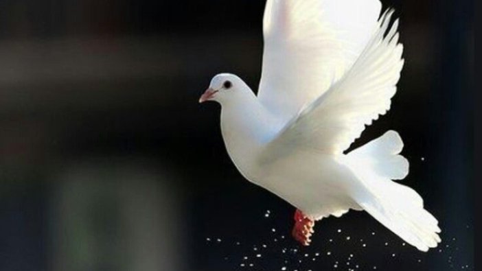 Rüyada beyaz güvercin görmek ne anlama gelir?