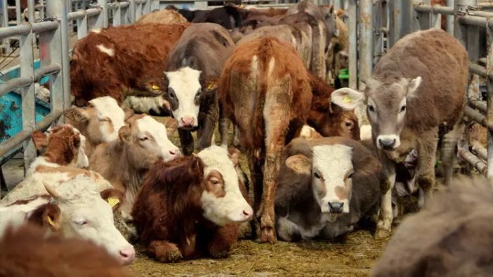 O ilde şap hastalığı kararı: Türkiye’nin en büyük hayvan pazarı kapatıldı