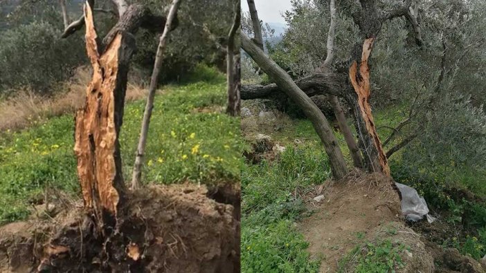 Herkes deprem kaynaklı sanıyordu: Zeytin ağacını ikiye bölen gerçek sebep ortaya çıktı!