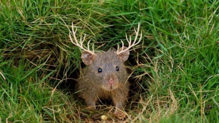 Bilim insanları farelerde ‘mini boynuzlar’ çıkarttı
