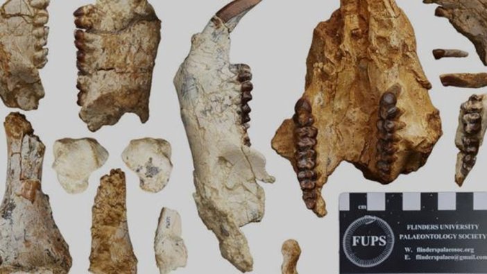 25 milyon yıl önce yaşamış yeni bir hayvan türü keşfedildi