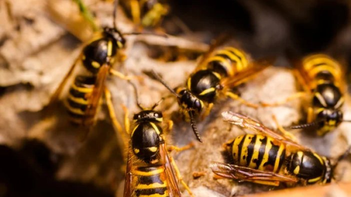 Yaban arıları saldırdı: Ölü ve yaralılar var