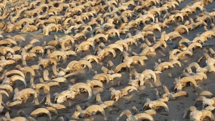 Mısır’da 2.000 adet mumyalanmış koç başı bulundu