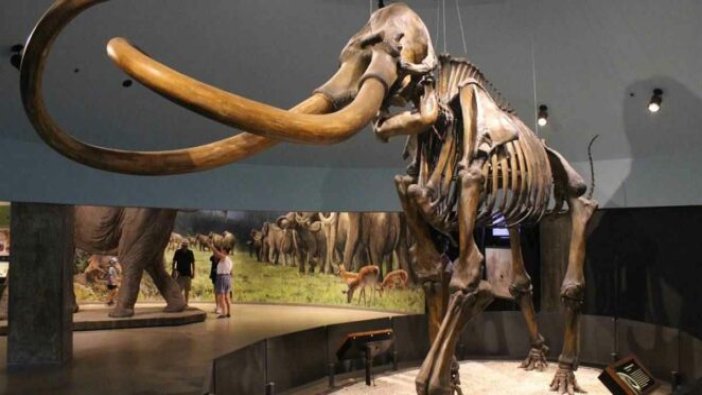 4.000 yıl önce nesli tükenen mamutların etinden ‘köfte’ üretildi