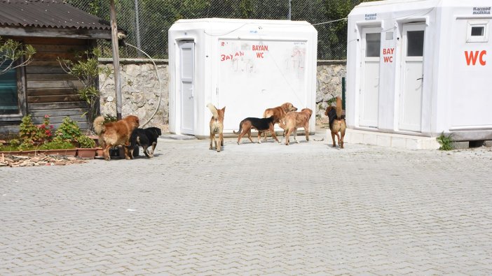 Sinop’ta vatandaşlara saldıran sokak köpekleri toplandı