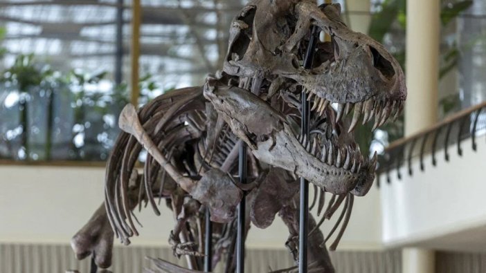 70 milyon yıl önce yaşadı: Müzayedeye çıkıyor!
