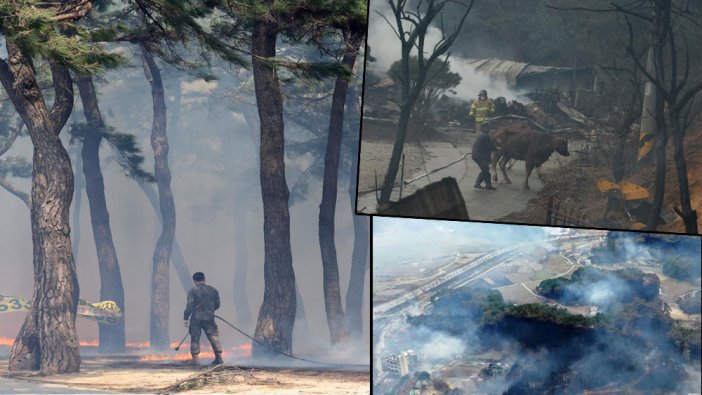 Güney Kore'deki orman yangını söndürülemiyor: 1 ölü, 3 yaralı