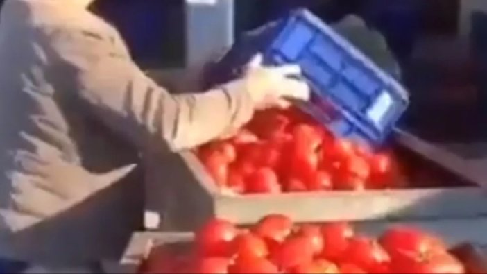 Bakanlıktan domatesleri çöpe döken işletmeye ceza