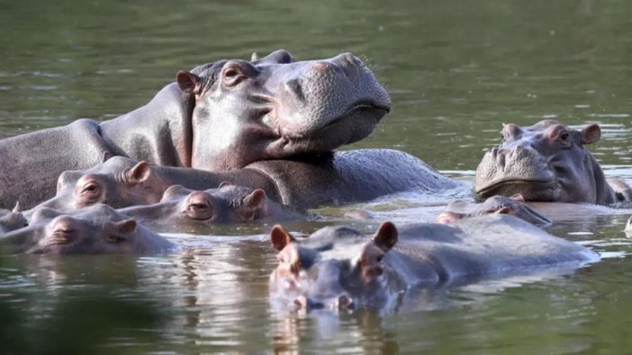 Escobar'ın hipopotamı trafik kazasında öldü