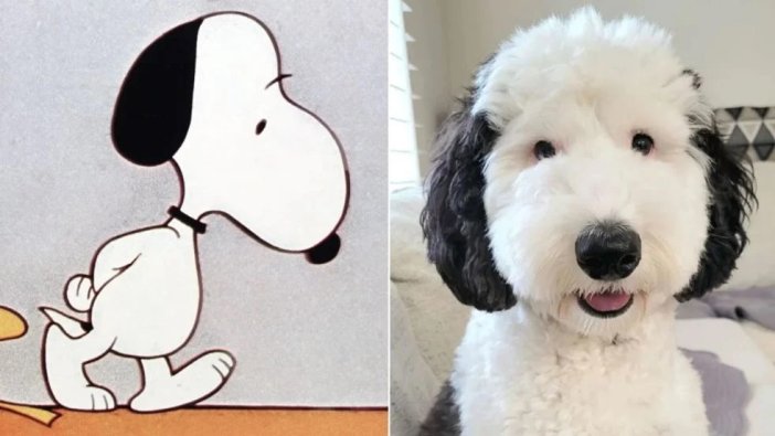 Bayley’in Snoopy'ye olan benzerliği sosyal medyada viral oldu! Tıp demiş burnundan düşmüş