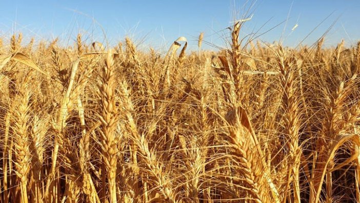 Polonya ve Macaristan’ın ardından Slovakya da Ukrayna tahıl ithalatını durdurdu
