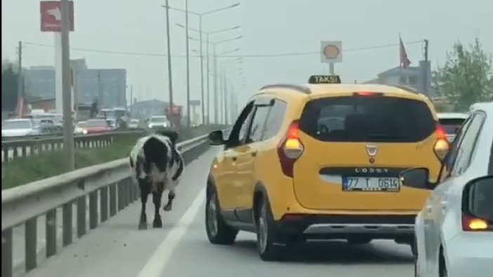 Bursa kara yoluna çıkan inek trafiği aksattı